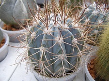 Melocactus azureus