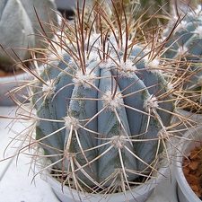 Melocactus azureus