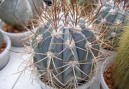 Melocactus azureus