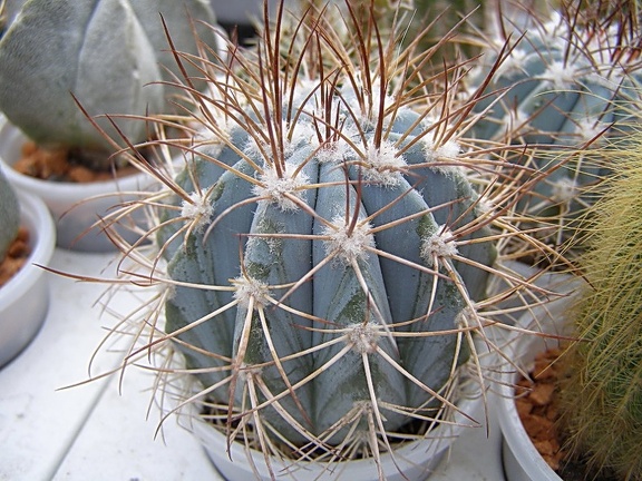 Melocactus azureus