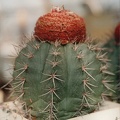 Melocactus bahiensis