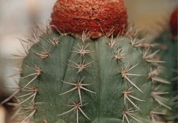 Melocactus bahiensis