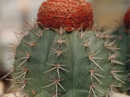 Melocactus bahiensis