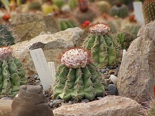Melocactus caesius