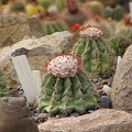 Melocactus caesius