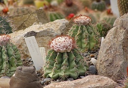 Melocactus caesius