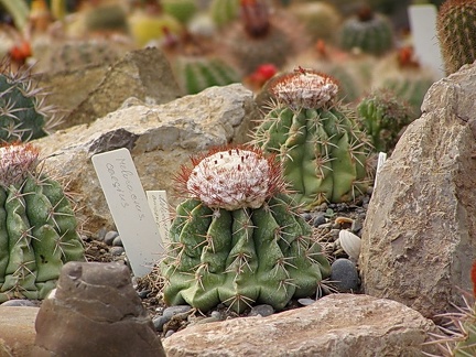 Melocactus caesius