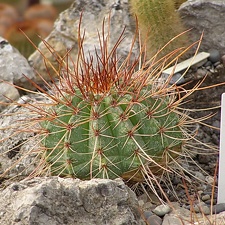 Melocactus longispinus