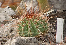 Melocactus longispinus