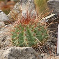 Melocactus_longispinus.jpg