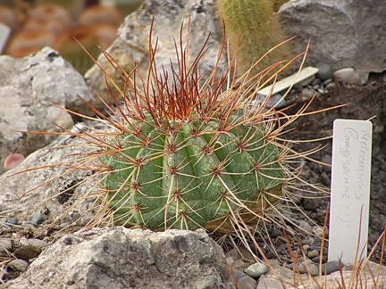 Melocactus longispinus