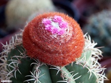 Melocactus matanzanus