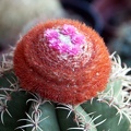 Melocactus matanzanus