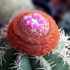 Melocactus matanzanus