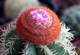 Melocactus matanzanus