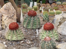 Melocactus neri