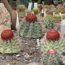 Melocactus neri