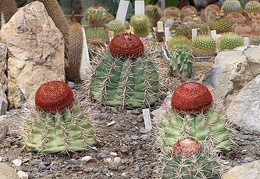 Melocactus neri