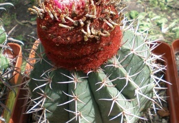 Melocactus neryi FG Tit