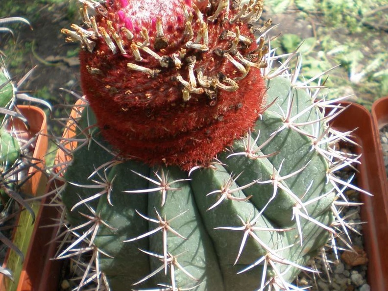 Melocactus neryi FG Tit