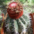 Melocactus neryi FG Tit