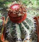 Melocactus neryi FG Tit