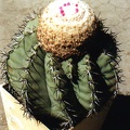 Melocactus glaucescens