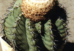 Melocactus glaucescens