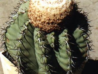 Melocactus glaucescens