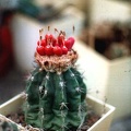 Melocactus guaricensis