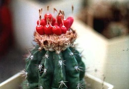 Melocactus guaricensis