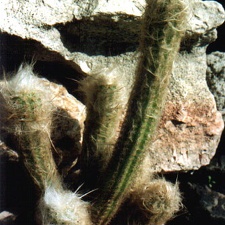 Morawetzia sericata