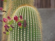 Neobuxbaumia polylopha