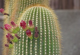 Neobuxbaumia polylopha