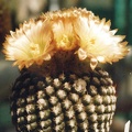 Neochilenia krausii
