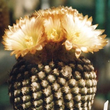 Neochilenia krausii