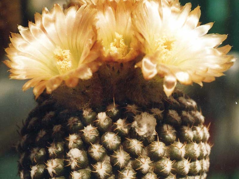 Neochilenia krausii