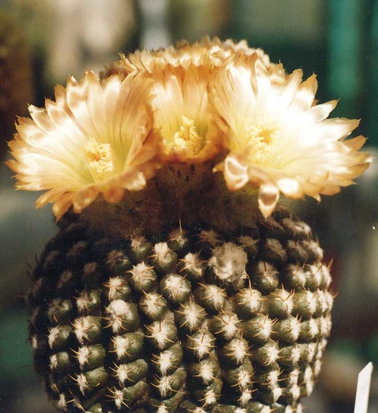 Neochilenia-crausii.jpg