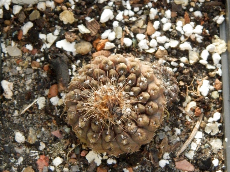 Neochilenia esmeraldana