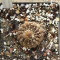 Neochilenia esmeraldana