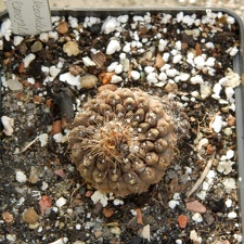 Neochilenia esmeraldana