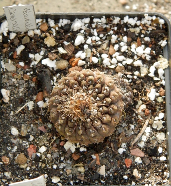 Neochilenia esmeraldana