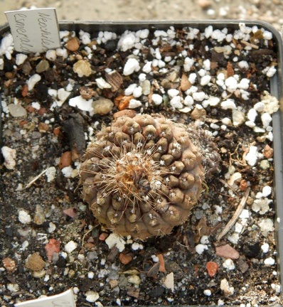 Neochilenia esmeraldana