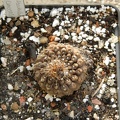 Neochilenia_esmeraldana.JPG