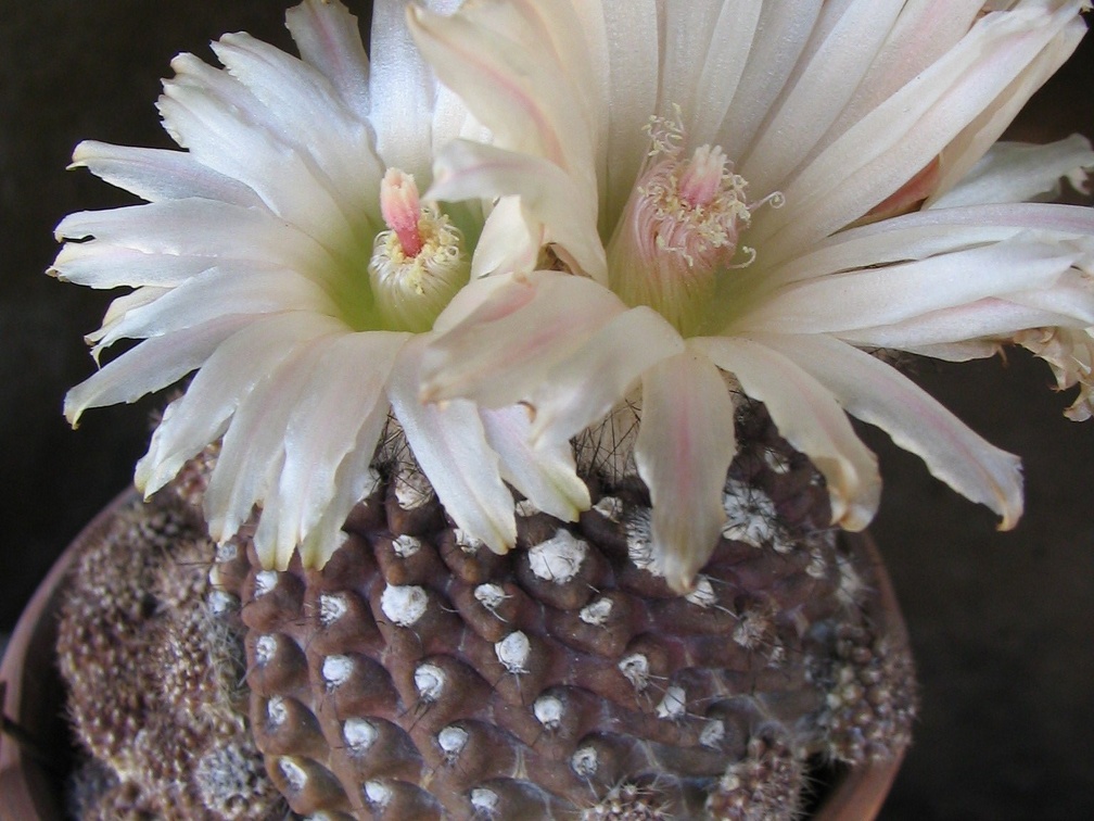 Neochilenia esmeraldana 001