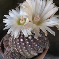 Neochilenia esmeraldana 001