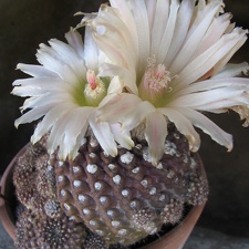 Neochilenia esmeraldana 001