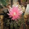 Neochilenia fusca Galin FG