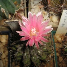 Neochilenia fusca Galin FG