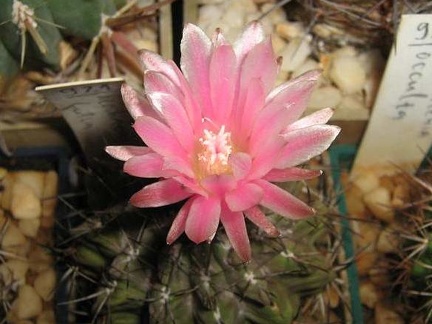 Neochilenia fusca Galin FG